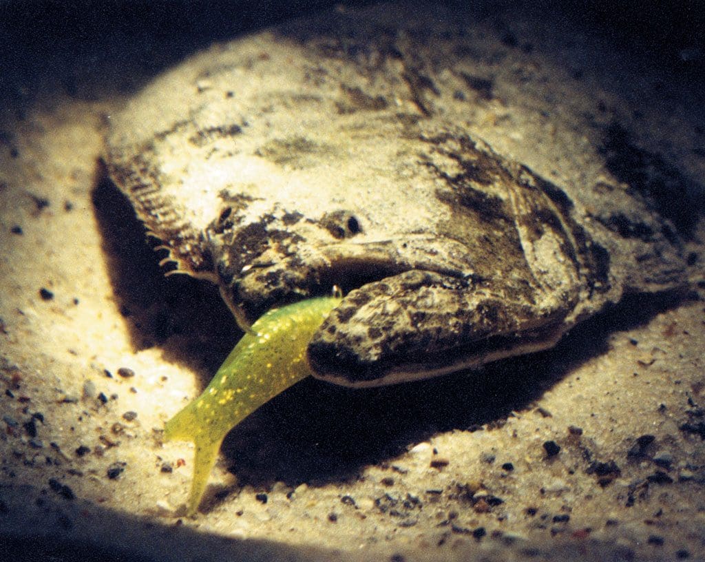 flounder on bottom