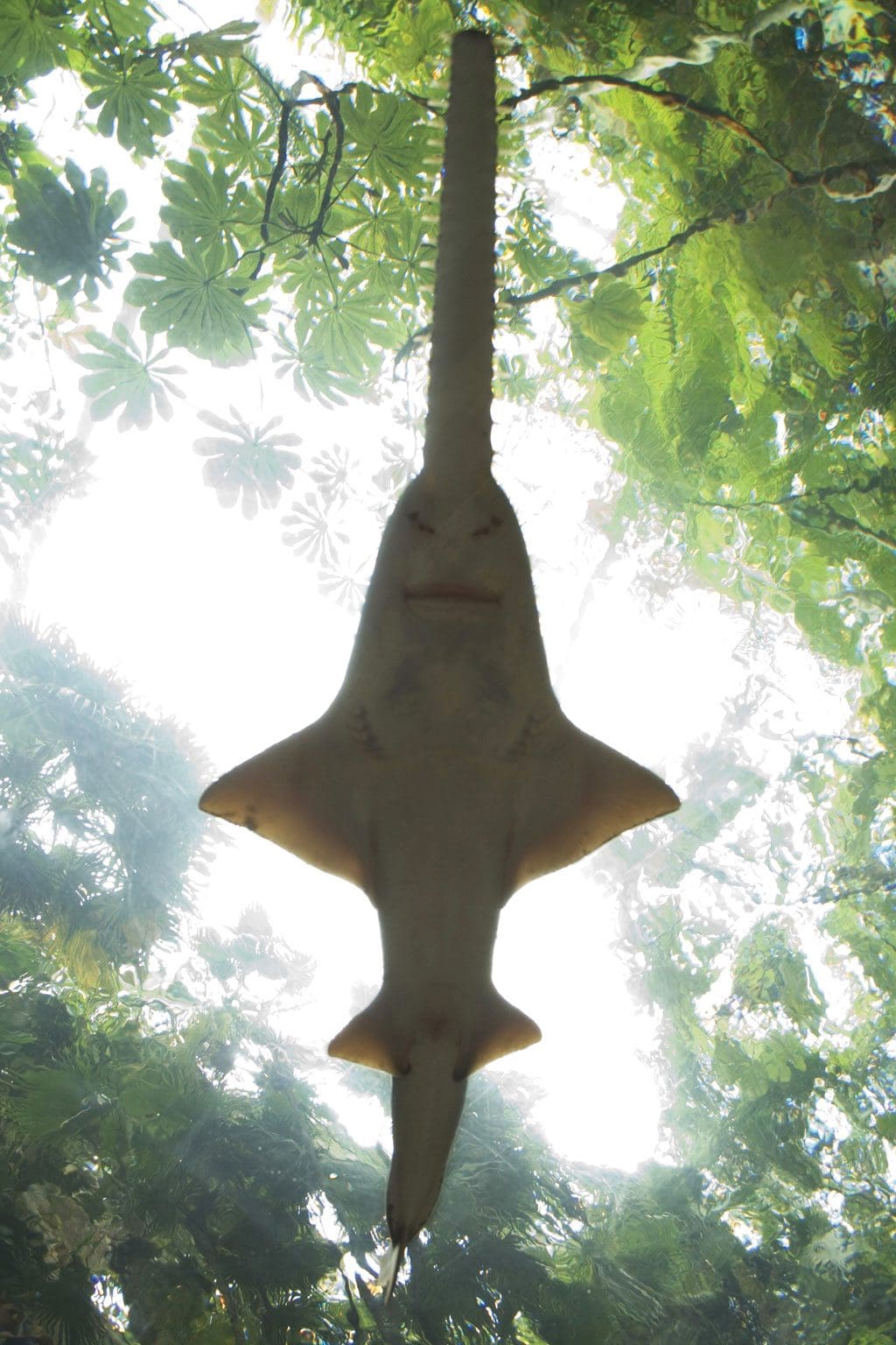 sawfish