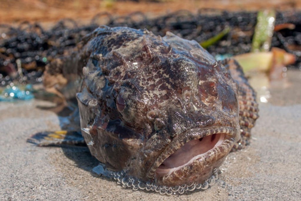 gulf toadfish