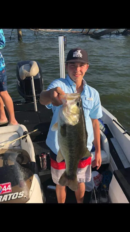 largemouth bass