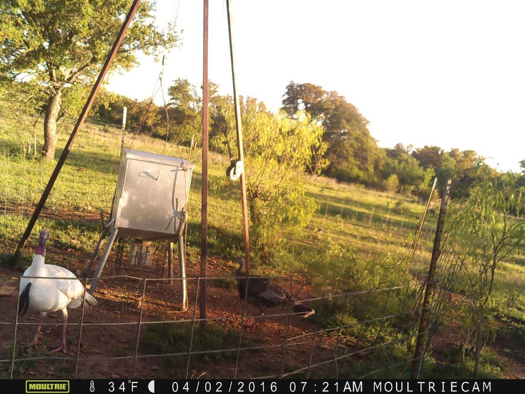 white turkey