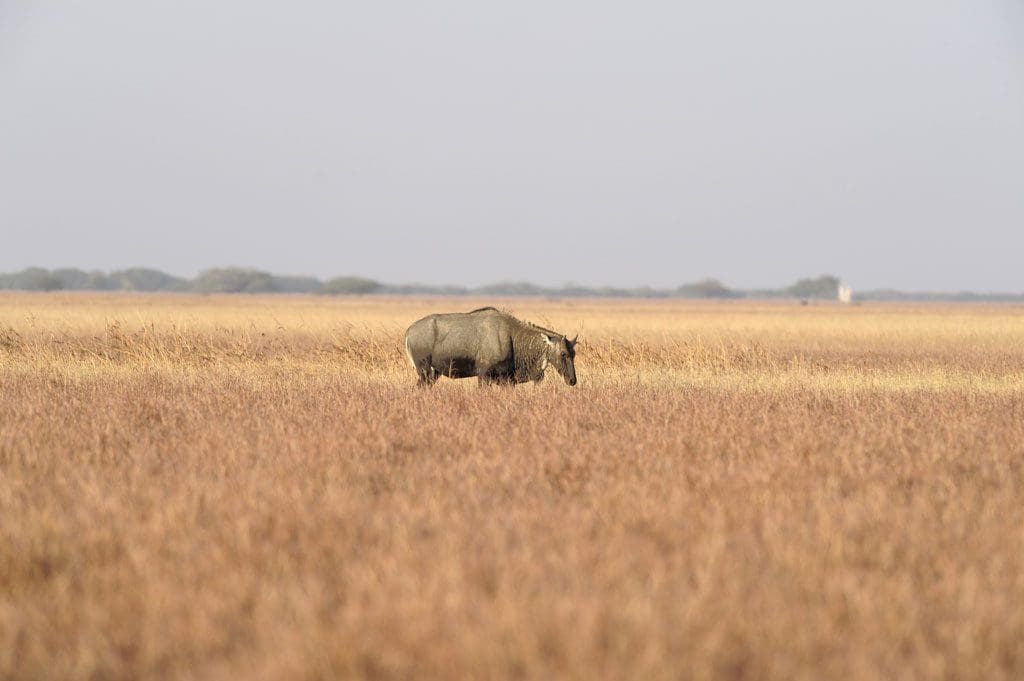 free range nilgai