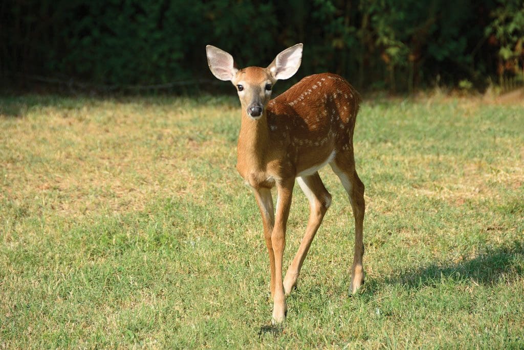 whitetail fawn