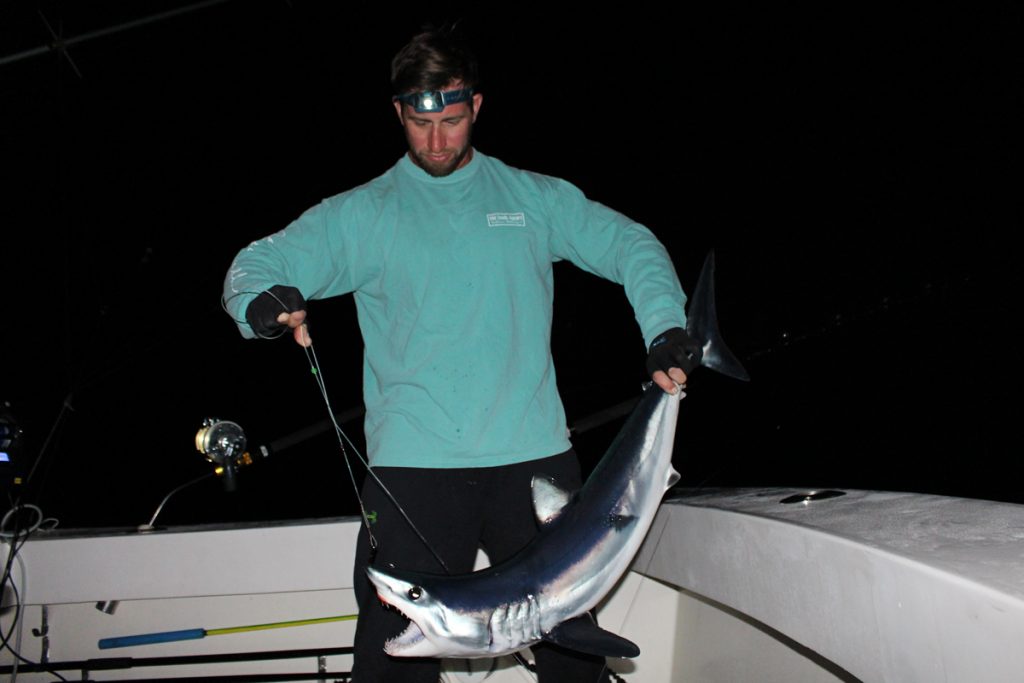 shark fishing