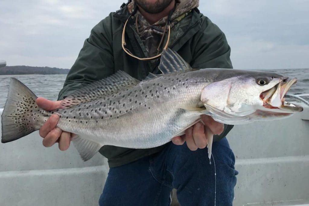 big speckled sea trout