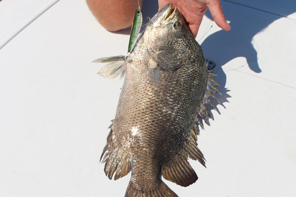 tripletail fishing