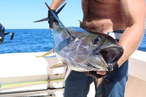 yellowfin tuna fishing
