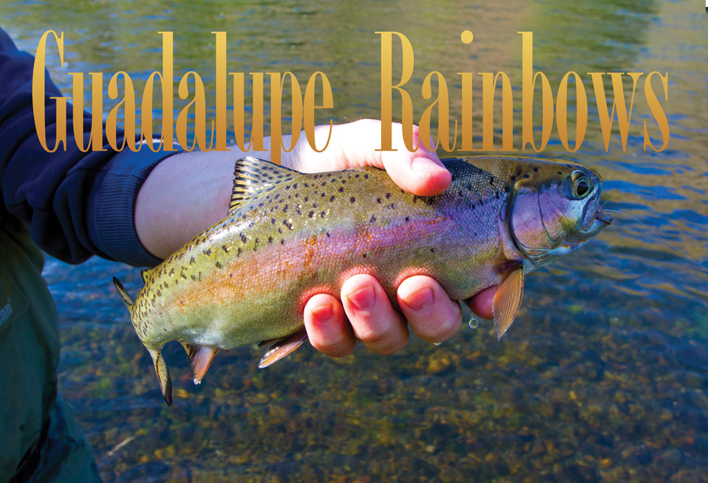 Texas rainbow trout