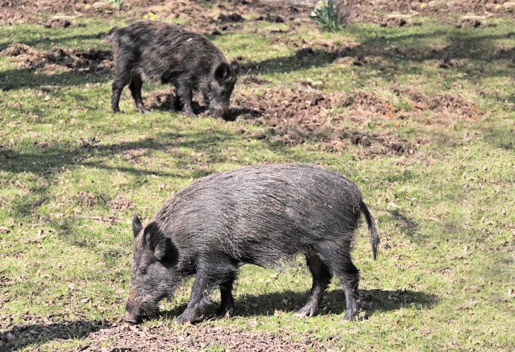feral hogs