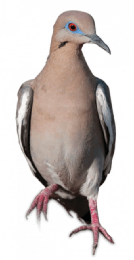 white-winged dove