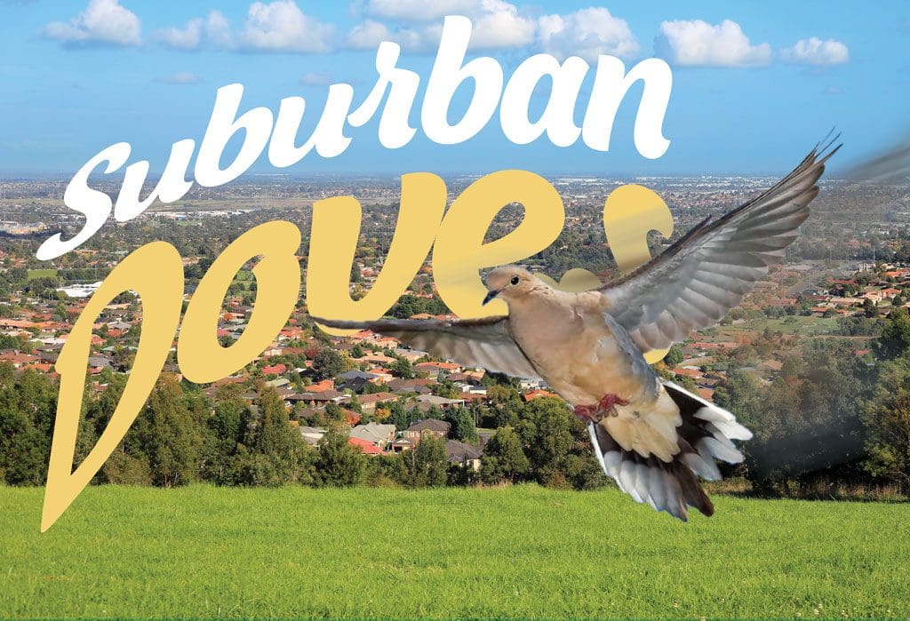 suburban dove