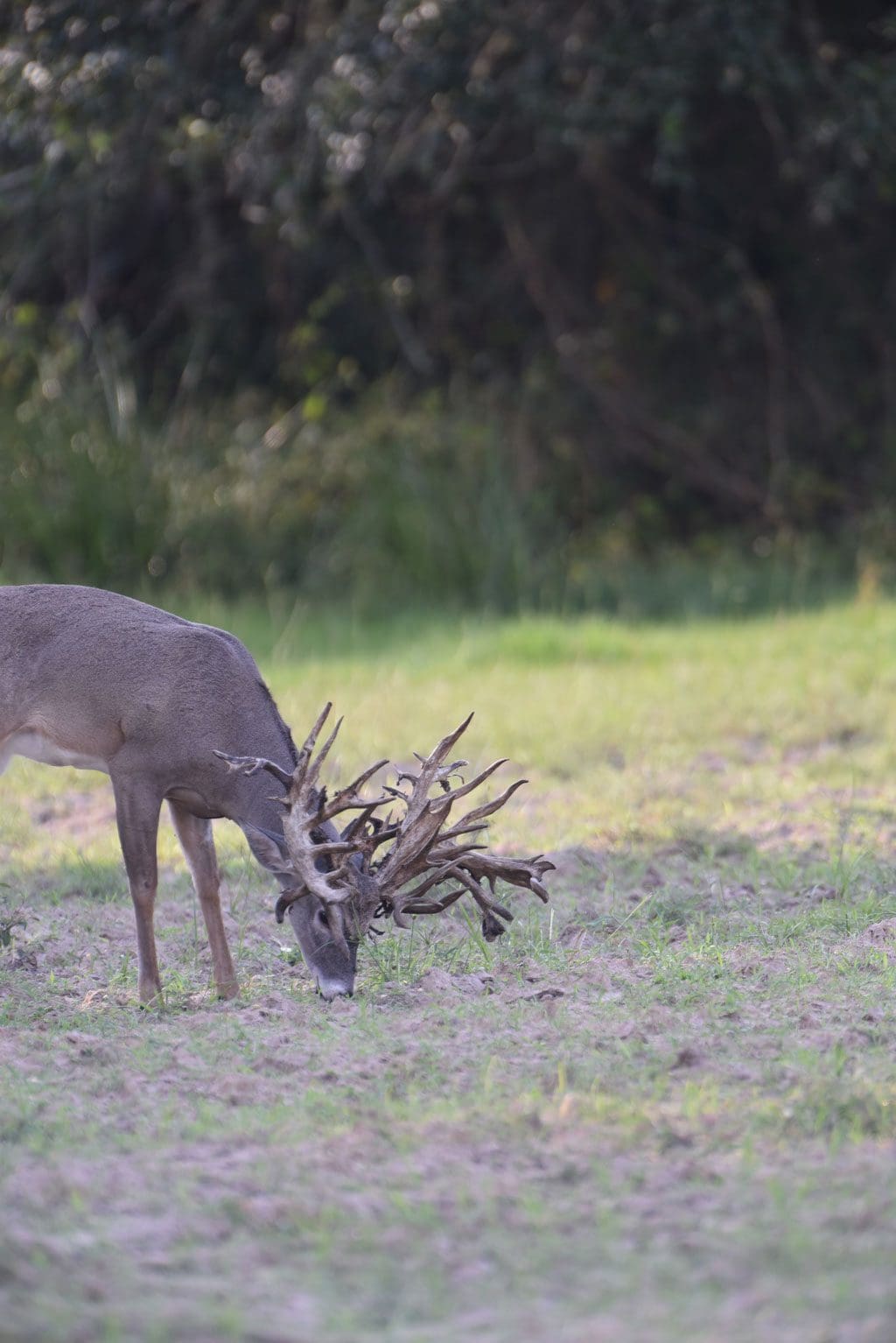 super trophy buck