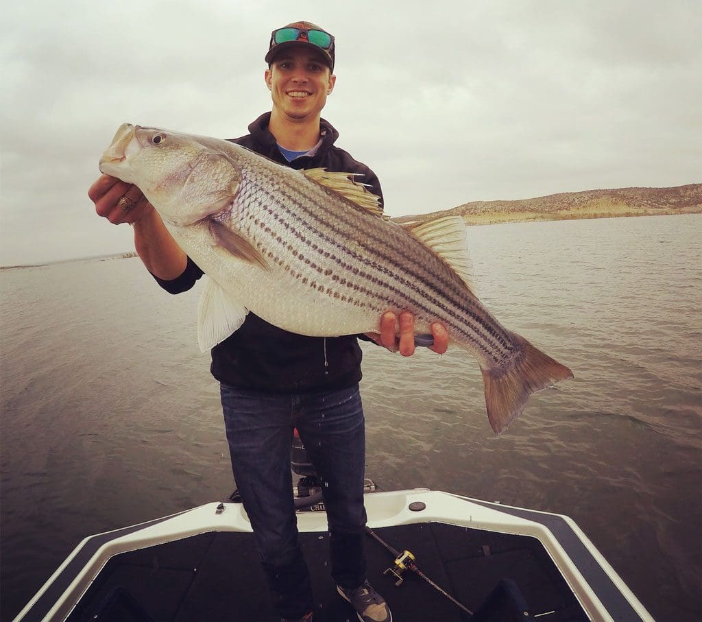 Lake Amistad striped bass