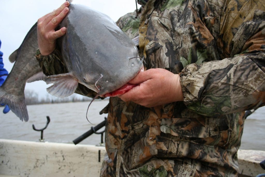 blue catfish
