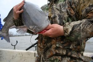 blue catfish