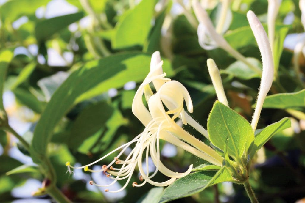 Honeysuckle, a late-fruiting natural plant, is “ice cream” to Texas deer.