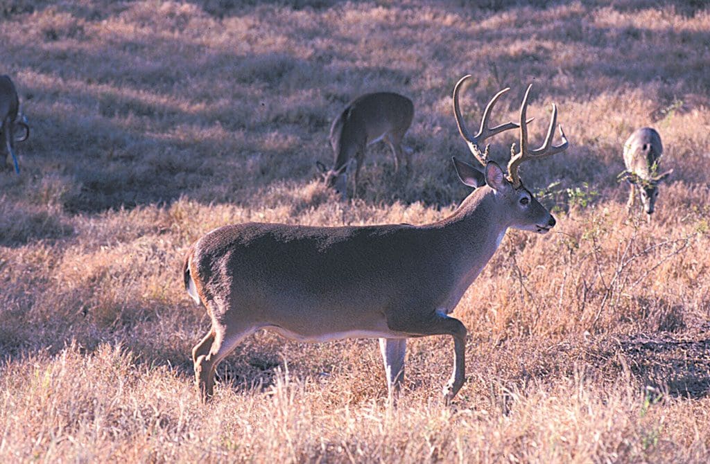 walk like a deer
