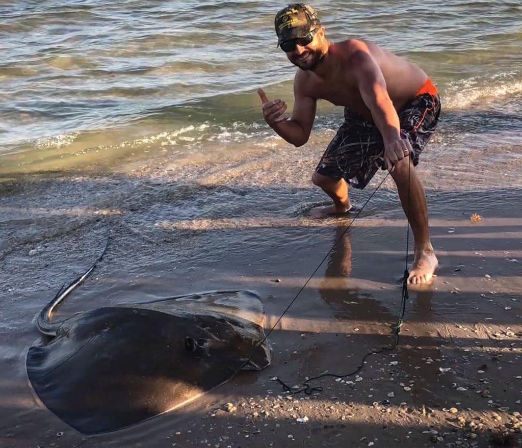 southern stingray