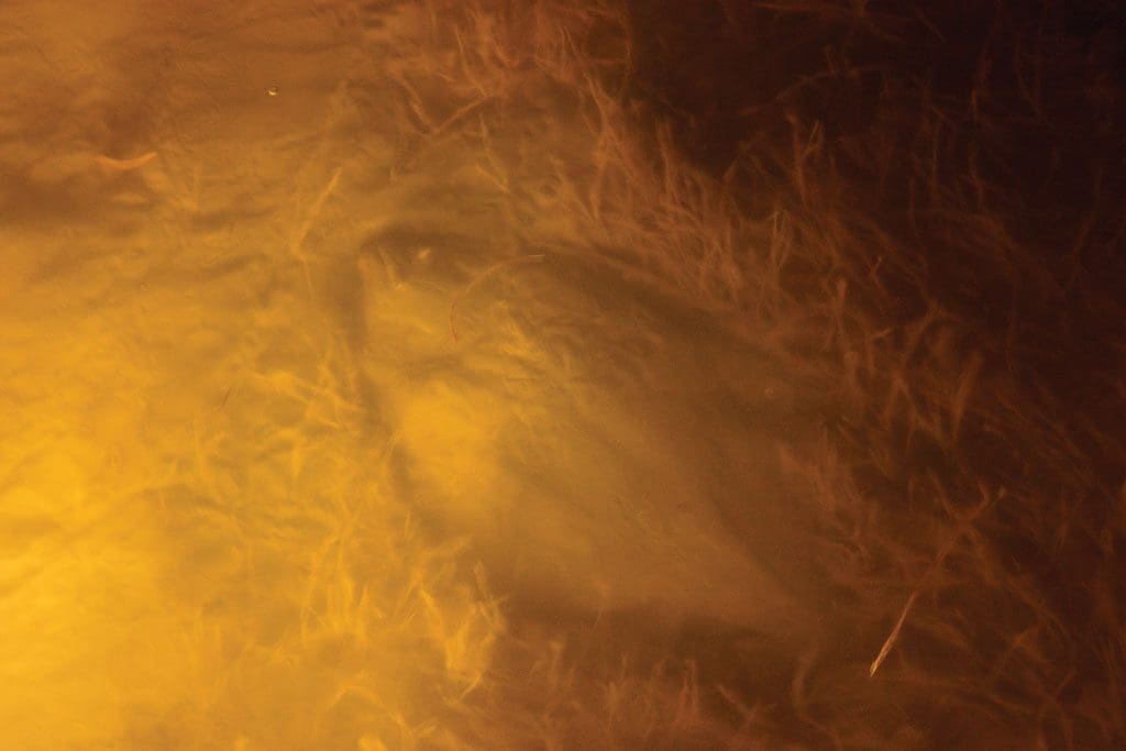 underwater flounder