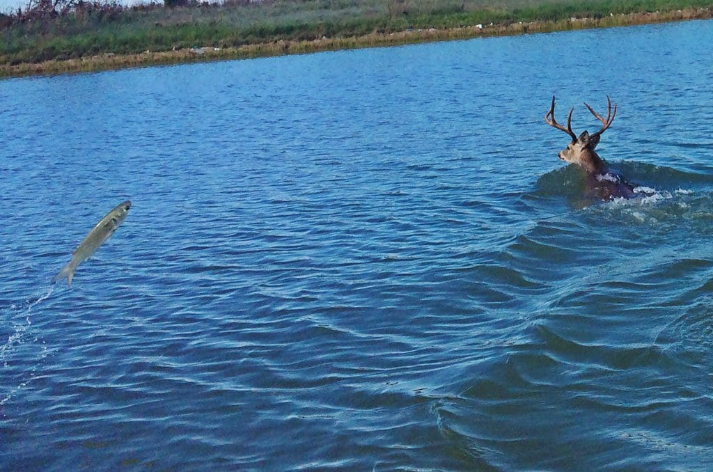 swimming deer