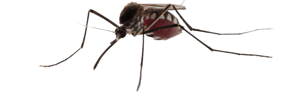 monster mosquito