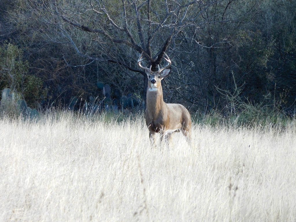 Buck in a field of wheat.