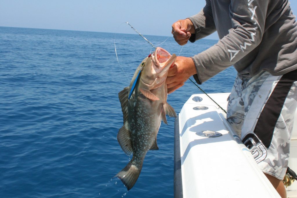 grouper on jig