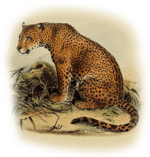 western Mexican jaguar