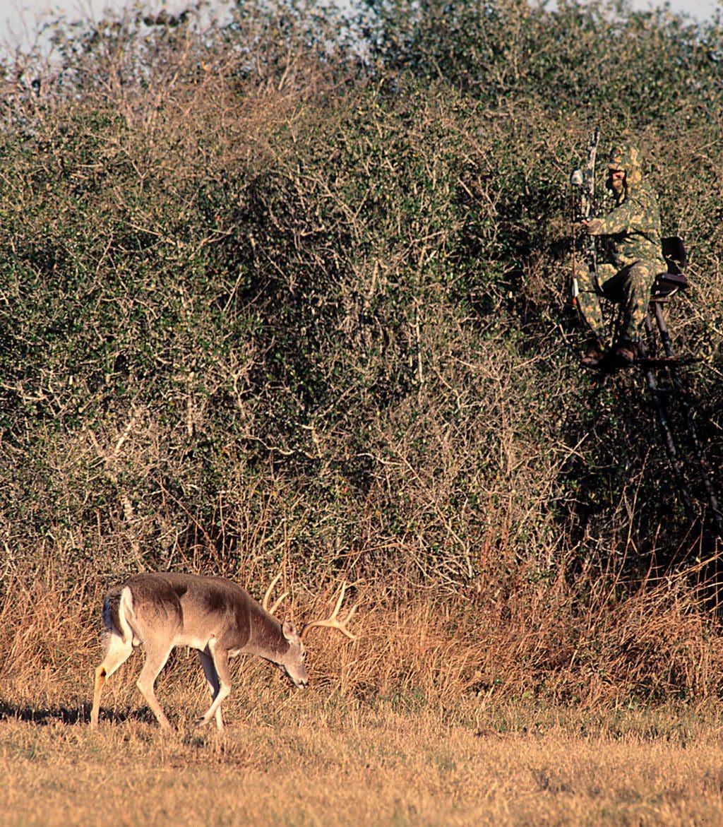 Bow hunter aiming at 8-point buck from elevated stand.