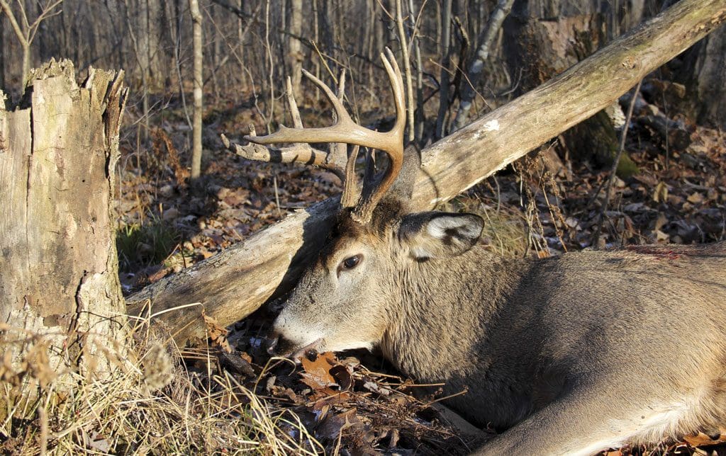 Open your ears and you might hear when the deer you are trailing falls.