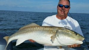 red drum