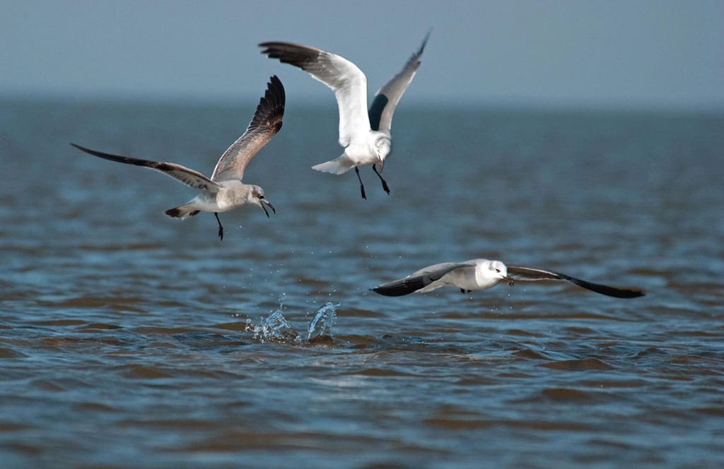 Excited laughing gulls picking up shrimp over redfish.