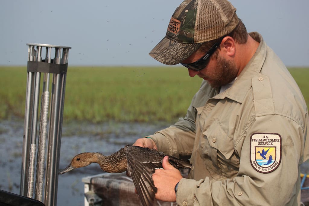 A US Fish and Wildlife Service biologist band a pintail. Research on pintails is crucial to help the species.