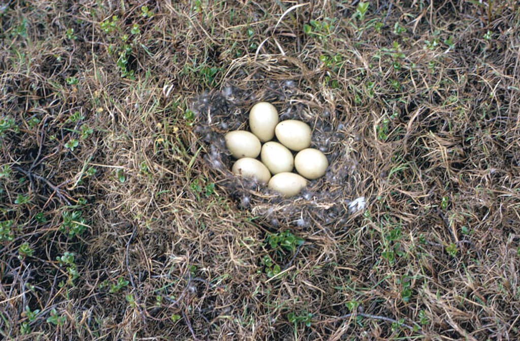 In some areas pintail nest success is as low as five percent.