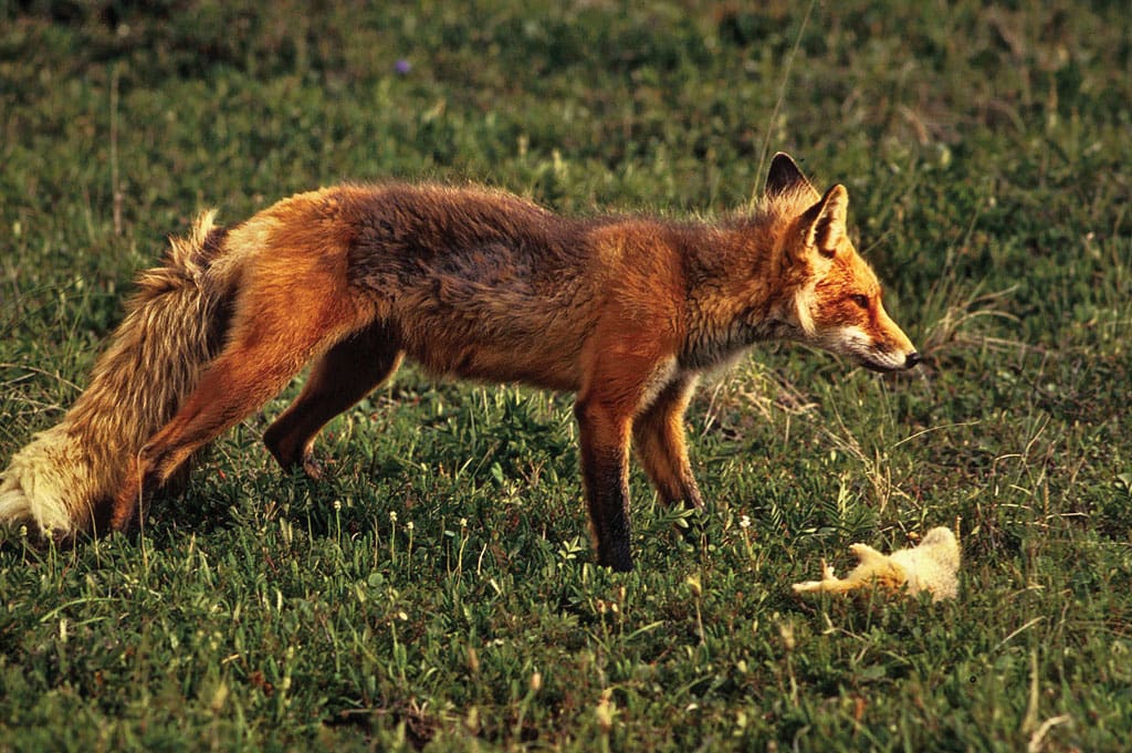Red foxes and other predators are having a huge impact on pintails due to destruction of natural grasslands.