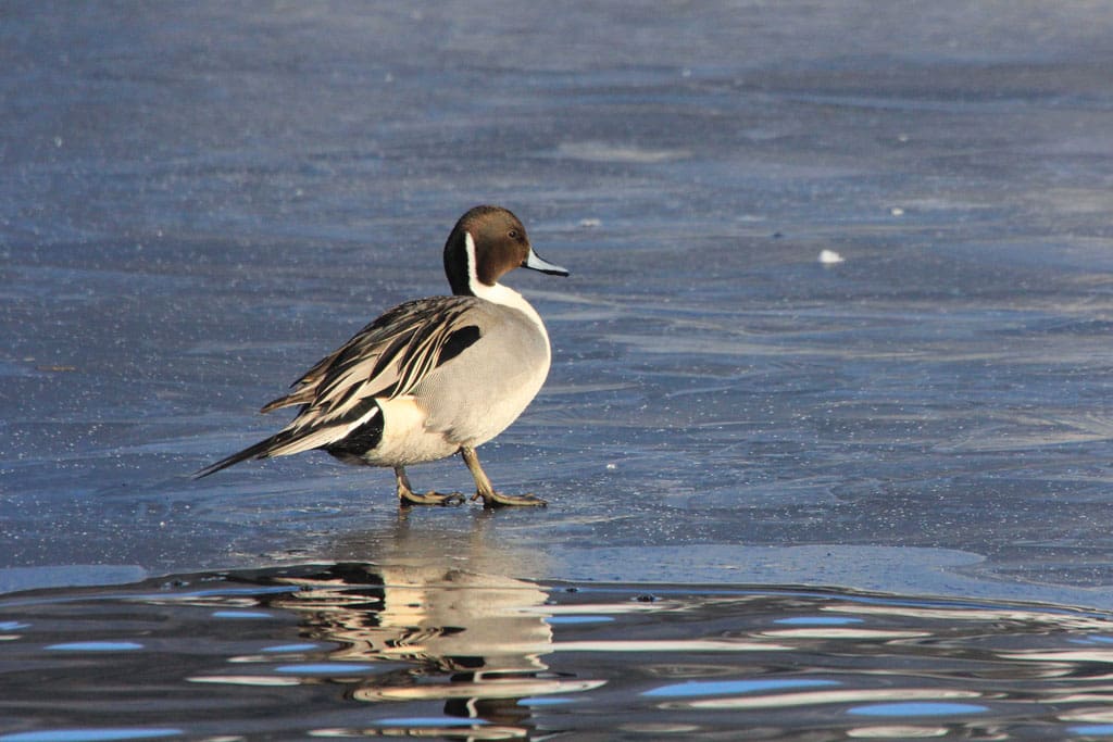 The pintail is a duck prized by hunters and it has been the most stressed of all top huntable species.