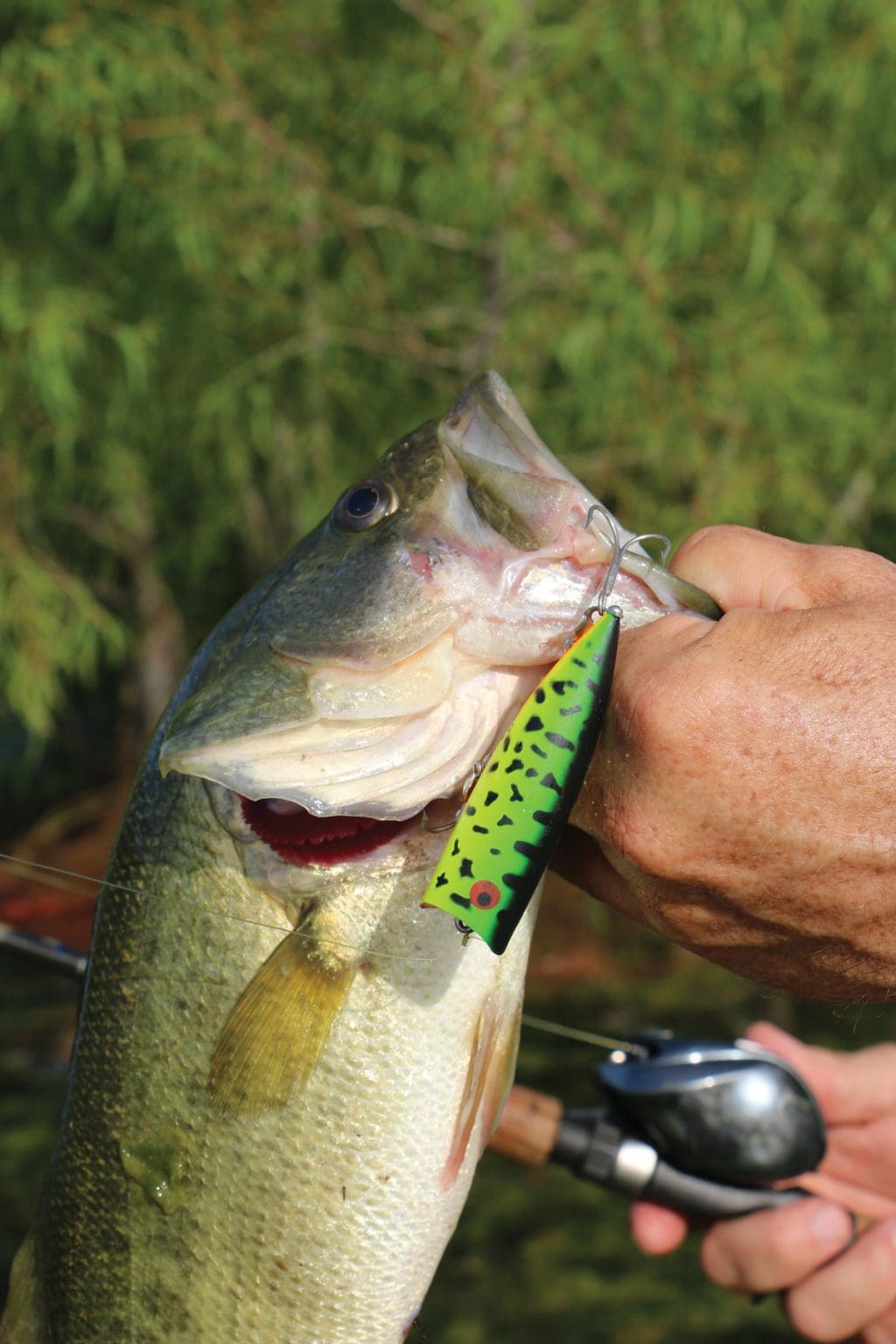 Frog-imitation surface lures are an effective choice for shallow bass during early fall.