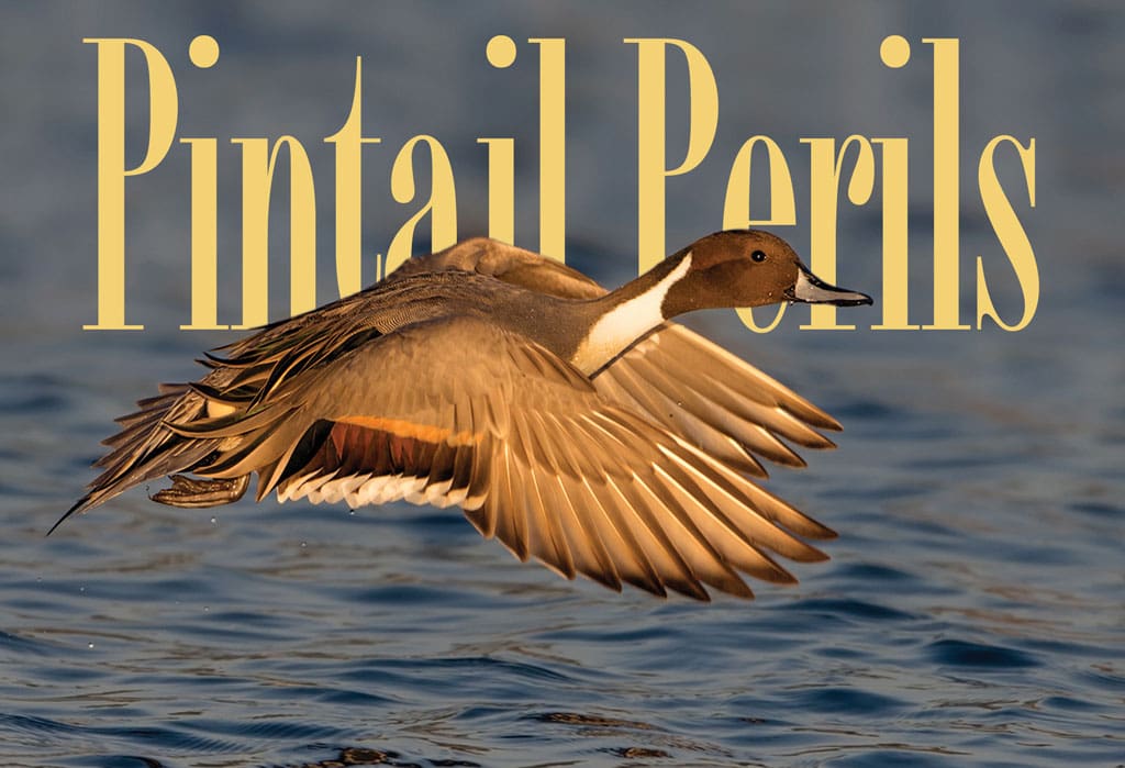 Pintail perils