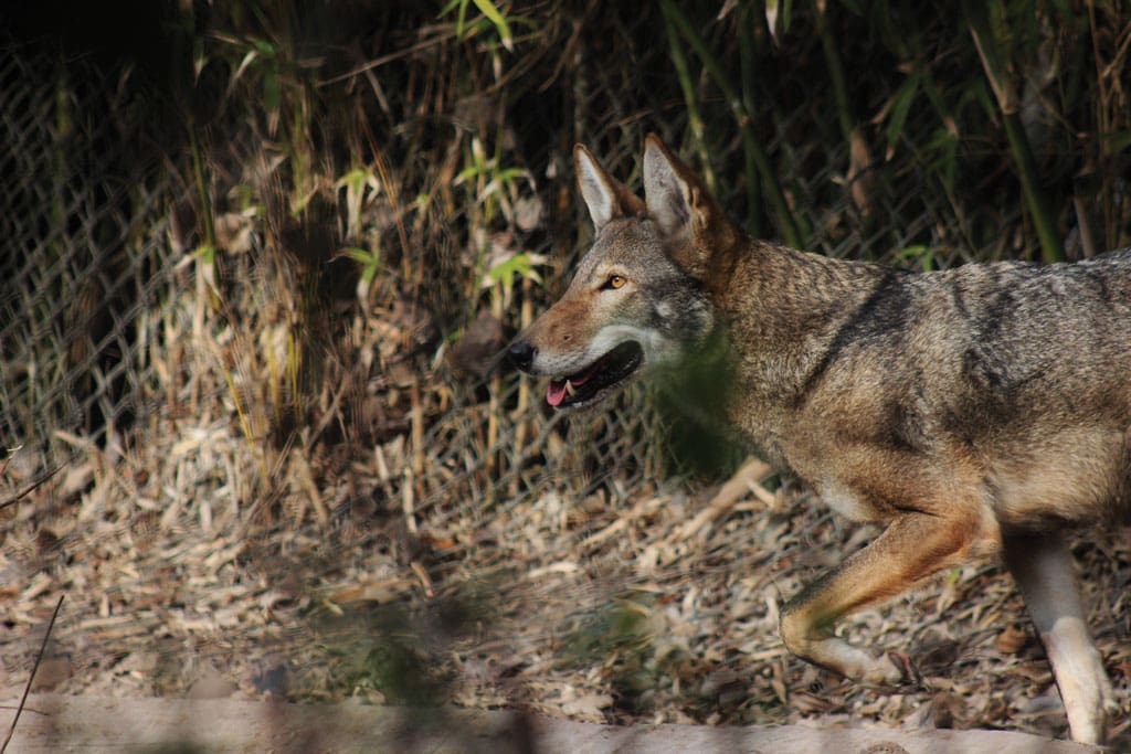 This red wolf is part of the federal captive breeding program at The Texas Zoo in Victoria.