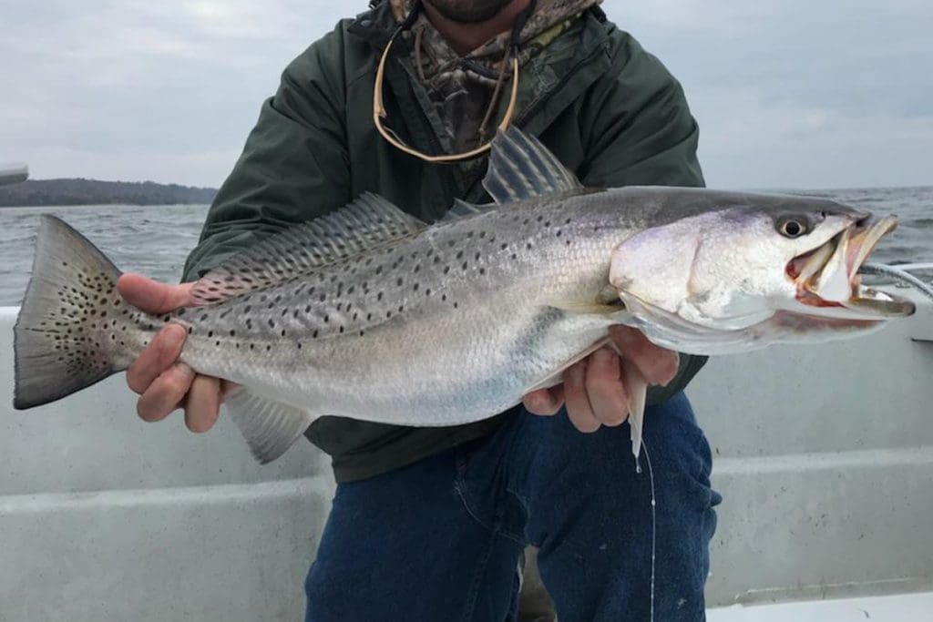 speckled sea trout
