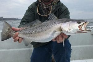 speckled sea trout