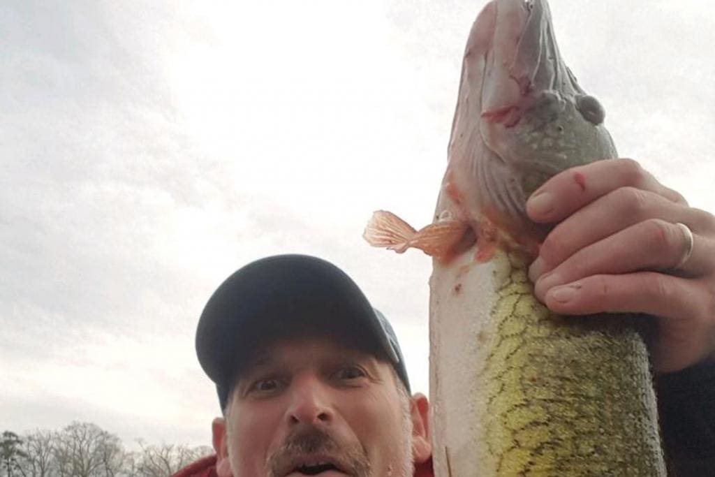 chain pickerel