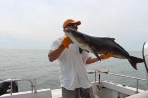 chumming for cobia