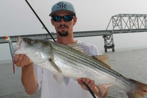 soft plastic lure caught striper