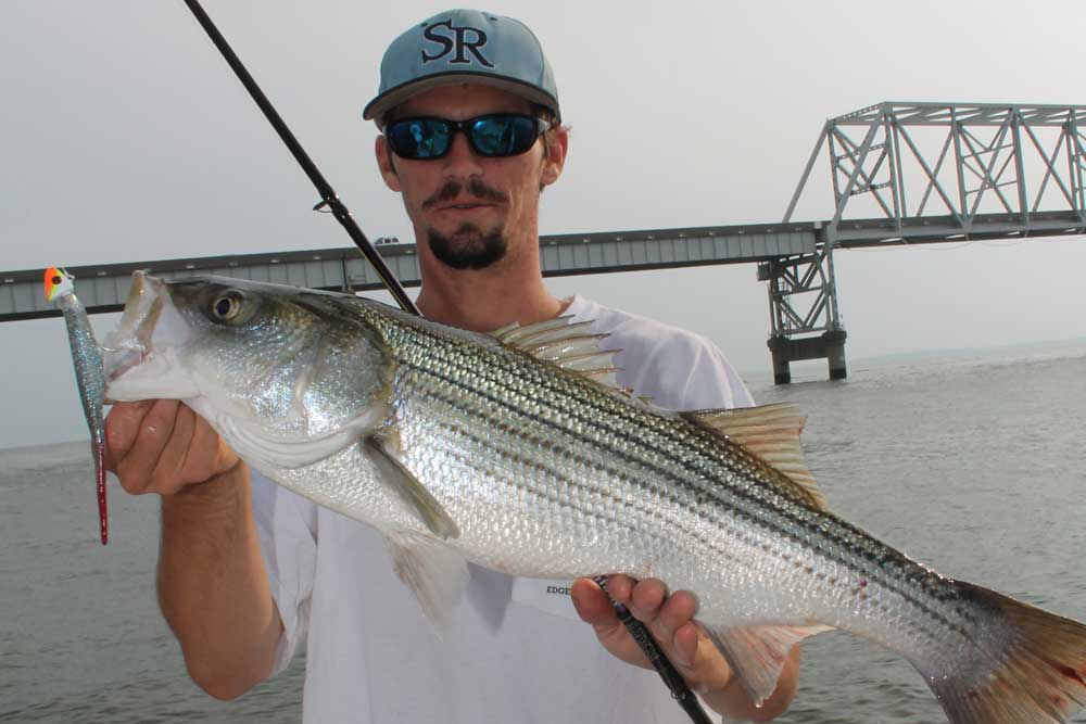 soft plastic lure caught striper