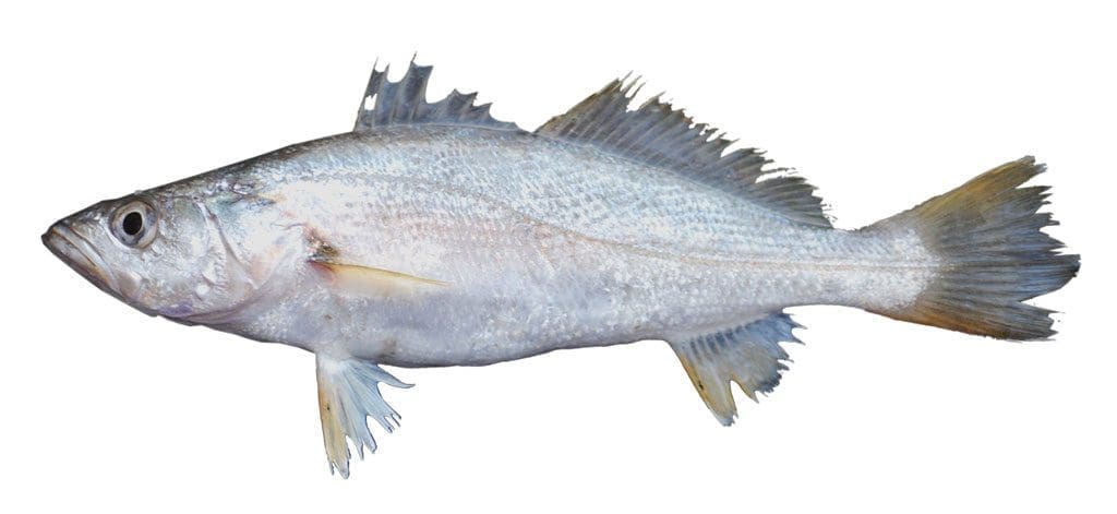 Cynoscion arenarius, a.k.a. sand trout.