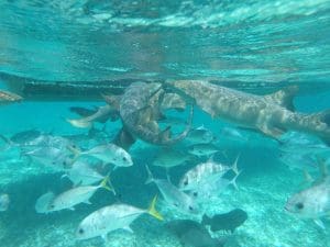 chumming for fish