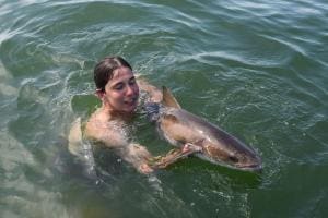 swimming with cobia