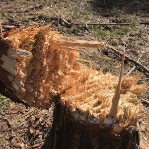Tree Stump after the Shoot. Notice the lines of damage left by the bullets.