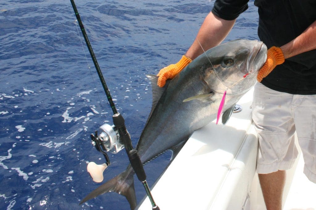 amberjack fish